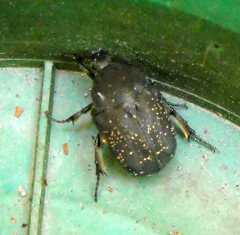 Protaetia?  S, Protaetia morio